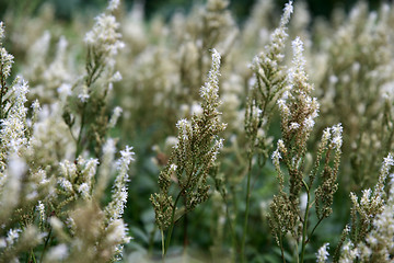 Image showing Fluffy flowering herbs