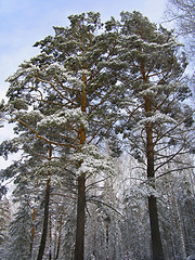 Image showing Pinus silvestris