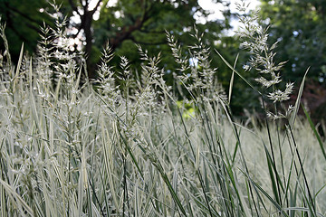 Image showing Green and white grass