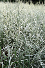 Image showing Green and white grass background