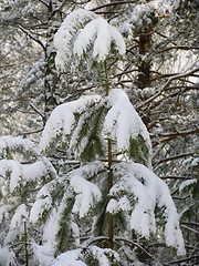 Image showing Young  tree under the snow