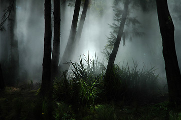 Image showing fog in forest