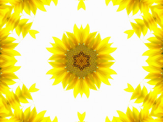 Image showing Abstract pattern of sunflower 