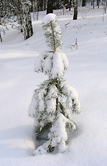 Image showing Young  tree under the snow