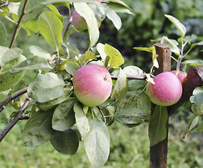 Image showing Ripe apples