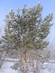 Image showing Pinus silvestris trees