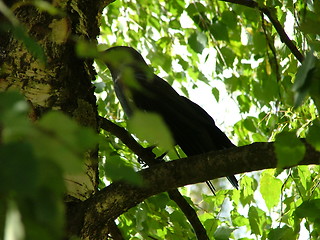 Image showing bird and green green tree