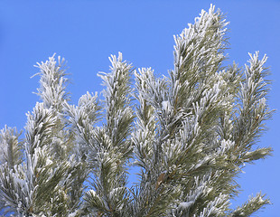 Image showing Branch covered with hoar-frost
