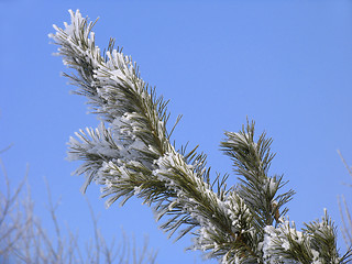 Image showing Branch covered with hoar-frost