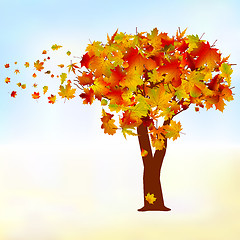 Image showing Maple tree, autumn leaf fall. EPS 8