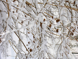 Image showing Twigs of bush under hoar-frost