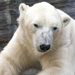 Image showing Portrait of polar bear