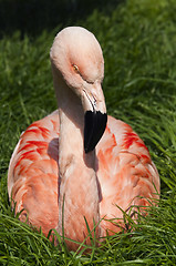 Image showing Flamingo