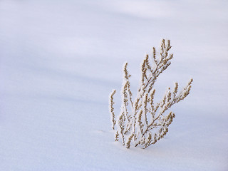 Image showing Withered grass on the snow
