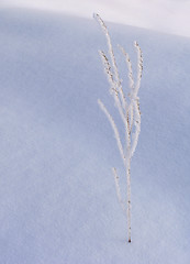 Image showing Withered grass on the snow