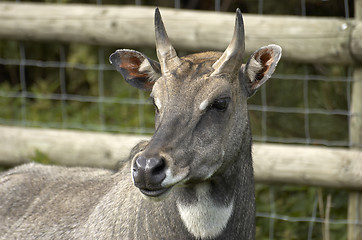 Image showing Deer