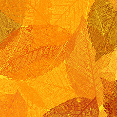 Image showing Dry autumn leaves template. EPS 8