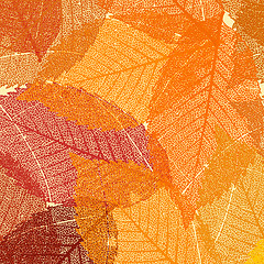 Image showing Dry autumn leaves template. EPS 8