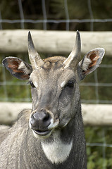 Image showing Deer