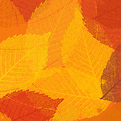 Image showing Dry autumn leaves template. EPS 8