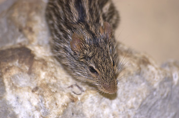 Image showing Mouse