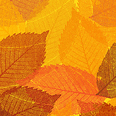 Image showing Dry autumn leaves template. EPS 8