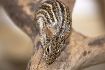 Image showing Mouse