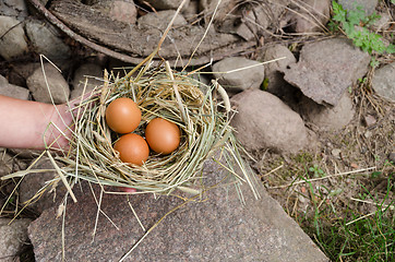 Image showing hand hold small hay nest with  oval chicken eggs 