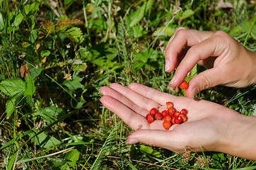 Image showing hand palm gather pick wild strawberry in meadow 