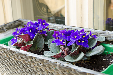 Image showing spring African-violet pot outside on window sill 
