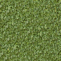 Image showing Coniferous Green Surface. Seamless Texture.