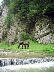 Image showing Horses