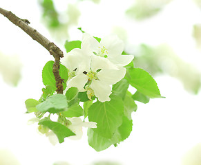Image showing Flowers of apple-tree
