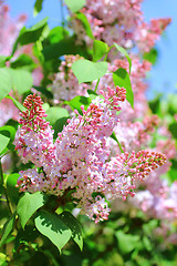 Image showing Blossoming pink lilac