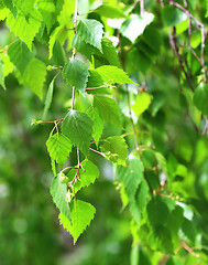 Image showing Branch of birch