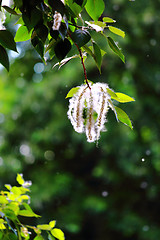 Image showing Blossoming branch of poplar