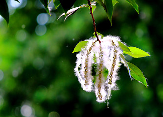 Image showing Blossoming branch of poplar