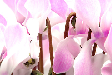 Image showing Cyclamen with many pink and white blooms