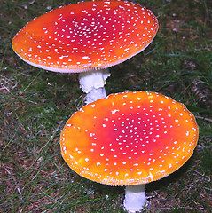 Image showing Two fly agaric on the bottom of the wood