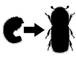 Image showing Bark-beetle development