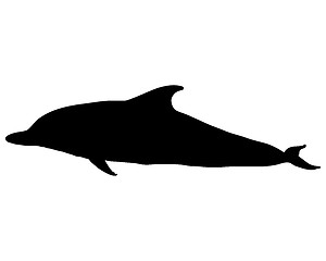 Image showing Dolphin silhouette