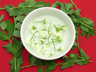 Image showing White blooms of a snow pea in a bowl of chinaware surrounded with petals 