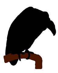 Image showing Vulture