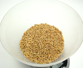 Image showing Spelt in a scale pan on white background