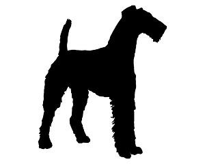 Image showing Airedale terrier