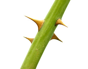 Image showing The stem of a rose with four thorns