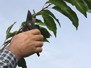 Image showing Cutout of a hand with secateurs cutting branch