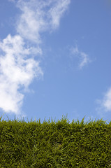 Image showing Hedge and sky