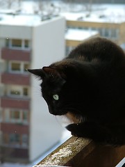 Image showing cat watching down from the balcony edge