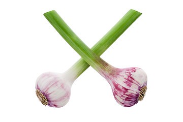 Image showing Fresh garlic isolated on white background